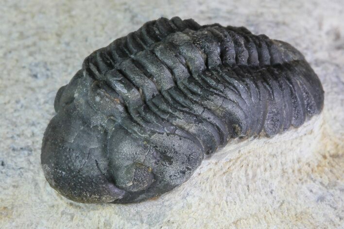 Reedops Trilobite - Foum Zguid, Morocco #84528